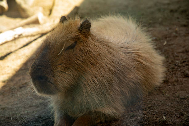 istock Animals of all sorts 1126808292