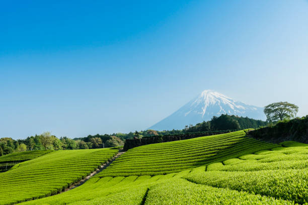 istock Tea field and Mt. Fuji and blue sky 1126809005