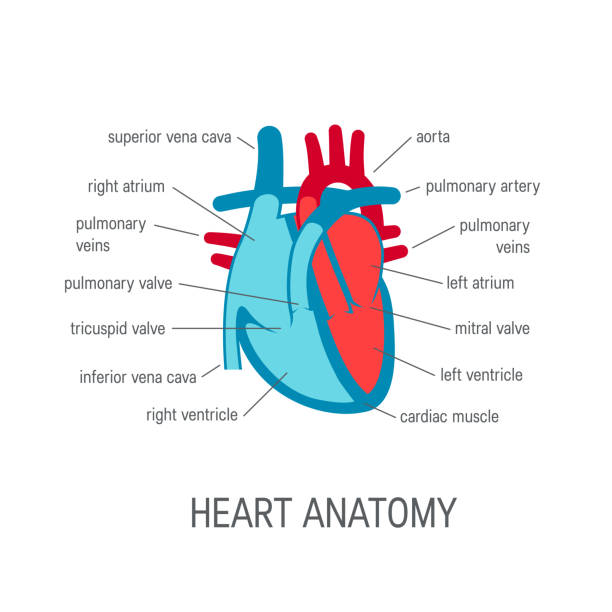 illustrations, cliparts, dessins animés et icônes de icône de vecteur de coeur humain dans un style plat - valvule cardiaque