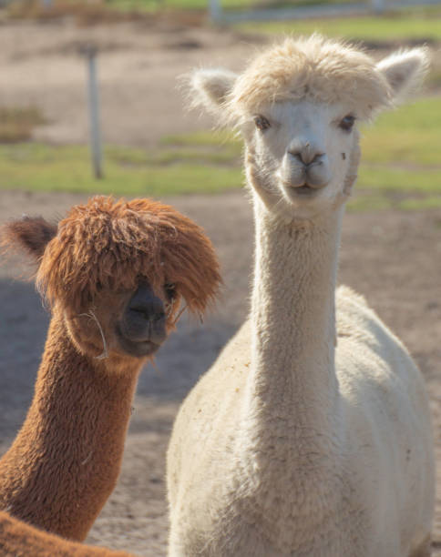 istock Animals of all sorts 1126809921