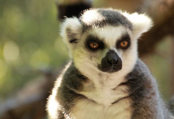 istock Animals of all sorts 1126809932
