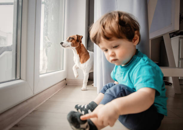 istock boy play with his jack russell terrier dog. 1126810106