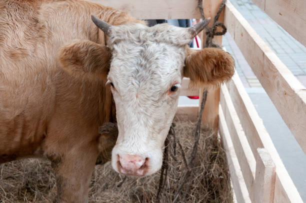 istock Muzzle of a red-white cow close up 1126811906