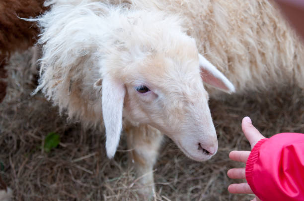 istock Baby hand and white sheep on a farm 1126813202