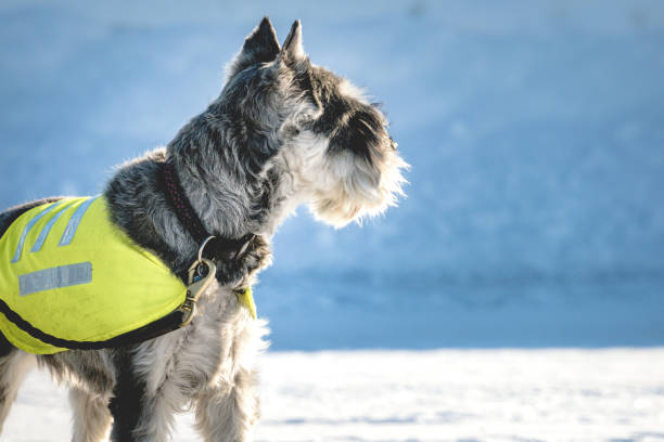 istock Dog on the road, safety 1126813377