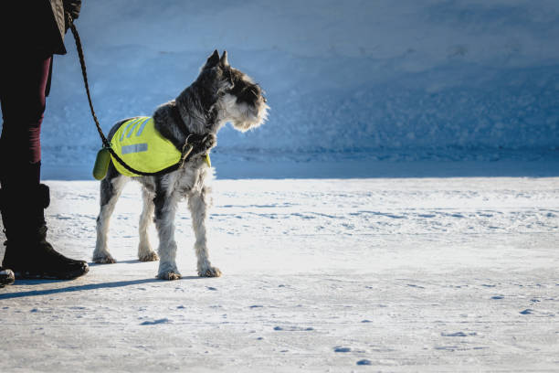 istock Dog on the road, safety 1126813408