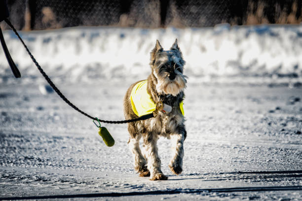 istock Dog on the road, safety 1126813439