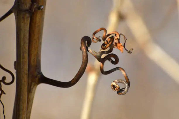 Grape Vine Curled Tendril in Winter Abstract