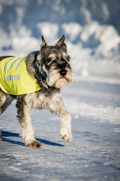 istock Dog on the road, safety 1126814307