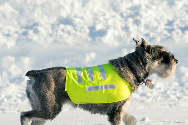istock Dog on the road, safety 1126814319