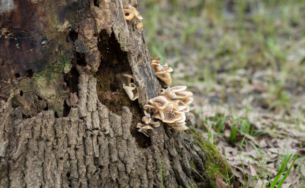 Mushrooms Growing Out Of Dying Tree stock photo