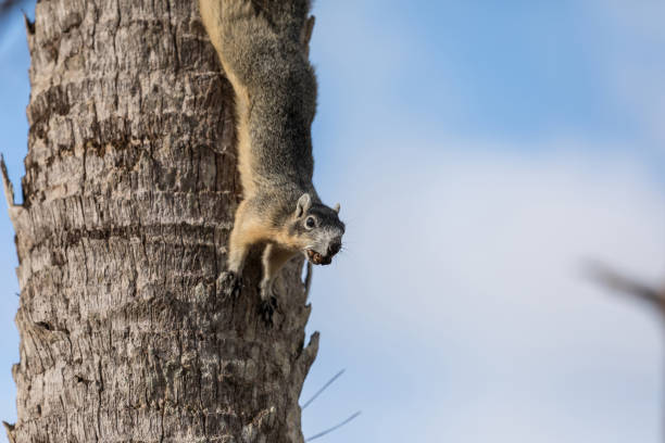 istock Alert big cypress fox squirrel Sciurus niger avicennia 1126816484