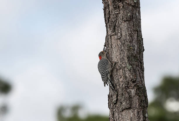 istock Pecking red bellied woodpecker Melanerpes carolinus 1126816624
