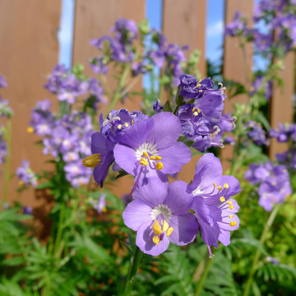 Purple Jacob's Ladder polemonium flowers growing in a back yard garden in Winnipeg, Manitoba