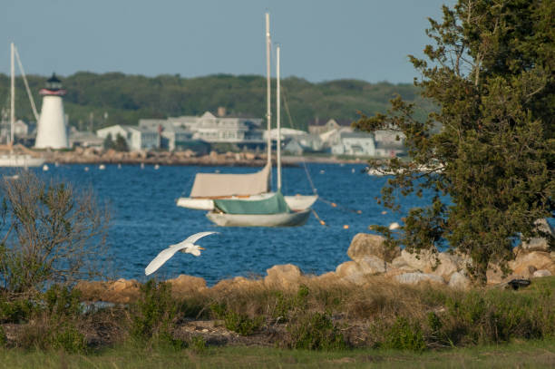 istock Great Egret landing in a Mattapoisett marsh 1126819451