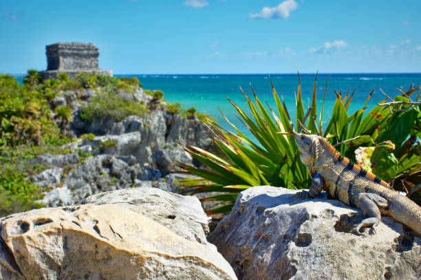 iguana en el sol, admirando la hermosa vista de tulum. en el fondo, las ruinas mayas y costa caribe. - marine iguana fotografías e imágenes de stock