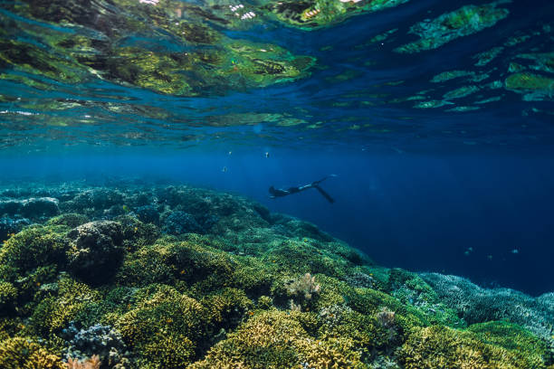 istock Free diver dive in ocean, underwater view with rocks 1126821981