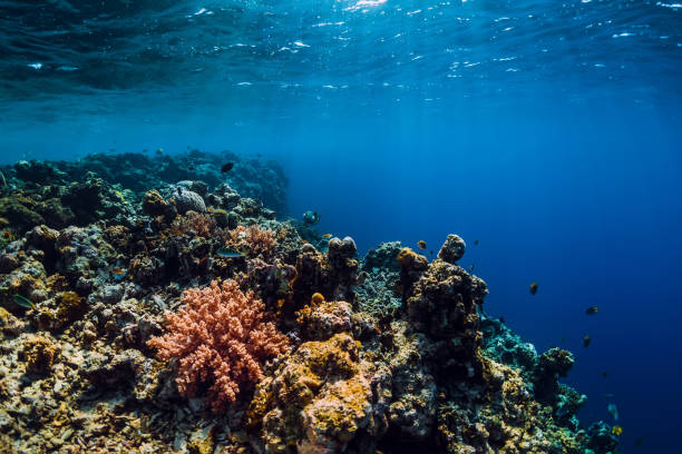 istock Wildlife in underwater with reef, corals and tropical fish. 1126822546