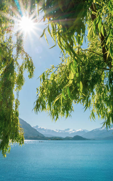 istock Vertical composition Wanaka lake with sun framed by hanging willow leaves. 1126825817