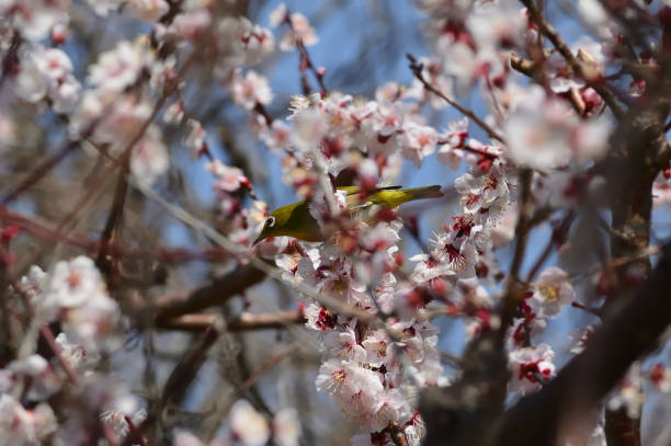 istock Spring in Japan. Plum trees and Japanese white-eye 1126826012