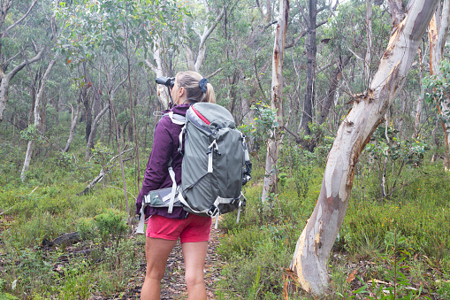 Woman in bushland forest of eucalyptus and gum trees loioking through binoculars during a  bushwalk hike