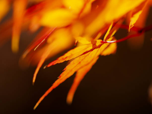 istock autumn colored leaves closeup 1126827639