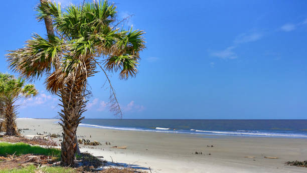 Beach at South Carolina Beach at South Carolina edisto island south carolina stock pictures, royalty-free photos & images