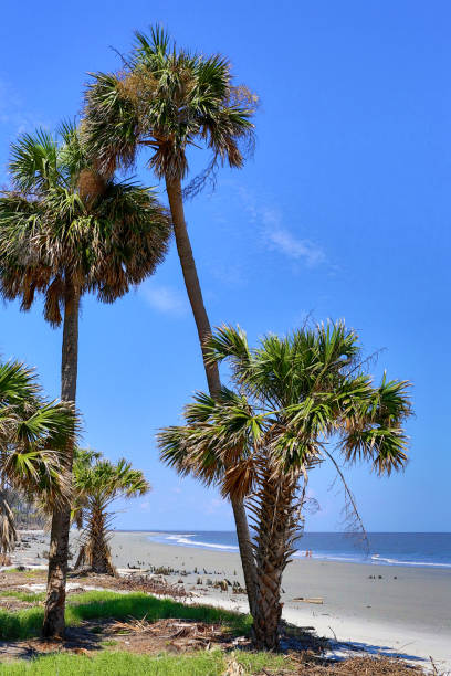 playa de carolina del sur - seabrook island fotografías e imágenes de stock