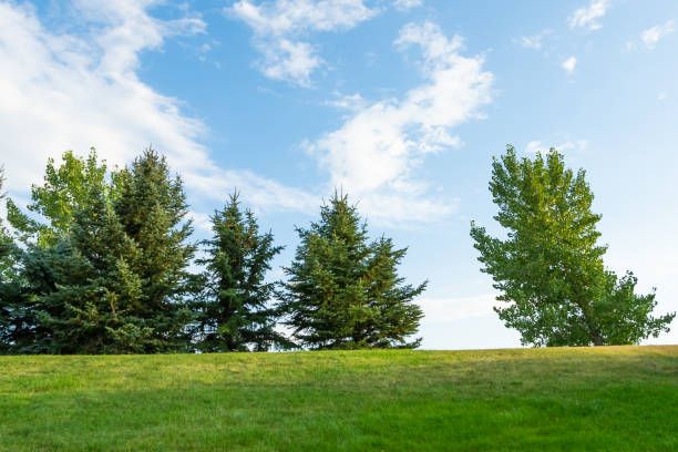 istock Trees in park during summer on top of a hill 1126829789