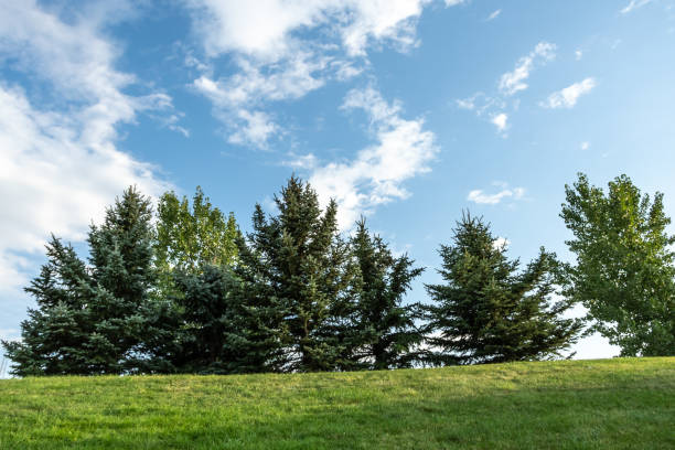 istock Trees in park during summer on top of a hill 1126829796