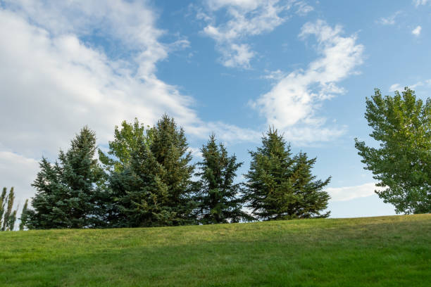 istock Trees in park during summer on top of a hill 1126829797