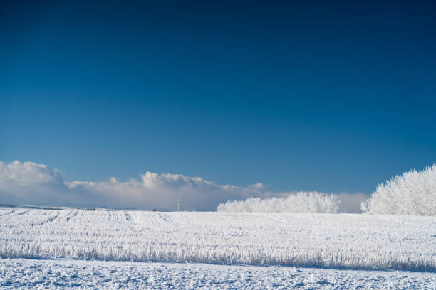istock trees covered in snow in outdoor field during Winter 1126829839