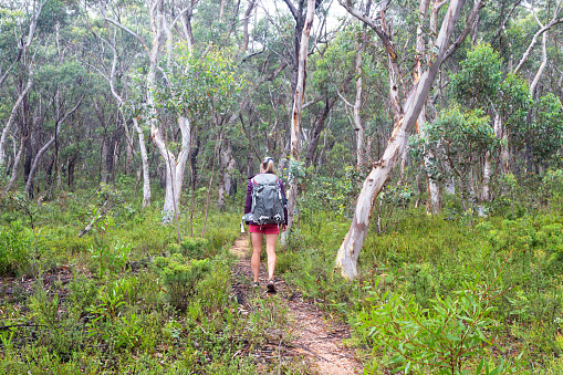 Woman hiking on a trail through a woodlkand forest of gum trees and eucalypts, their sweet smell fragrancing the air