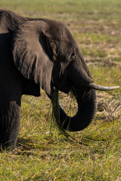 istock Elephants of Chobe National Park 1126832011