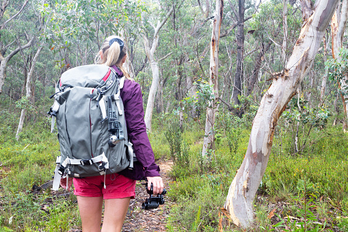 On the bush trail hiking through a woodland forest of tall gums and fragrant eucalypts.  Woman is holding binoculars in one han and has a large backpack on her back