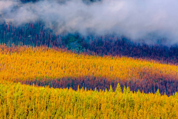 Jasper National Park, Alberta Canada
