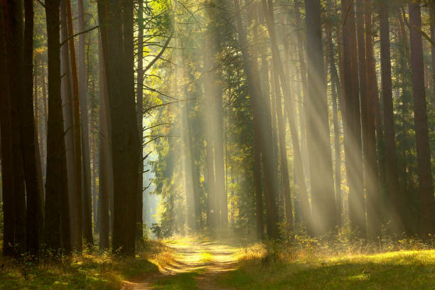 istock Masuria-autumn forest 1126834745