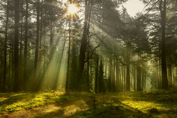 istock Masuria-autumn forest 1126834750