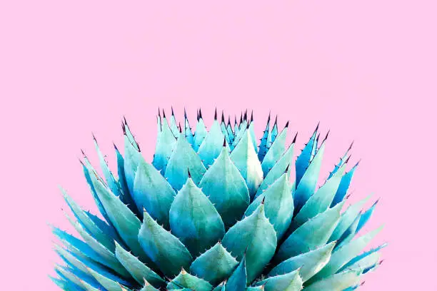 A spiky blue agave (American aloe) plant against a pink background. Copy space available above the plant. Concepts: teamwork, unity, working together, togetherness, sharp, sharp team.