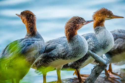 Female Tufted duck swims with her ducklings in green lake water. A beautiful female Tufted Duck, Aythya fuligula, swimming in lake with her cute babies. The duck takes care of its newborn ducklings.