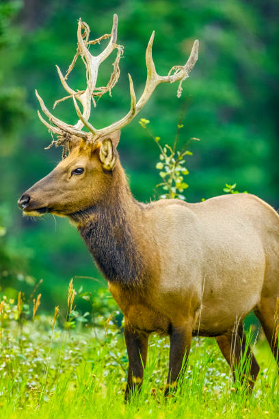 istock Jasper National Park in Alberta Canada 1126836503