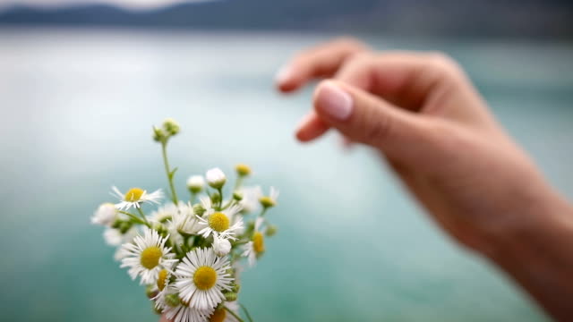 Woman picking up Daisies,pulling petals off flowers