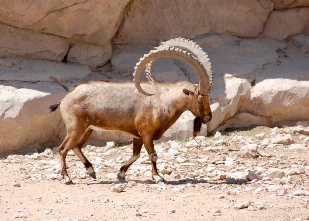 istock Nubian Ibex walking boldly showing off those impressive horns in the desert 1126838544