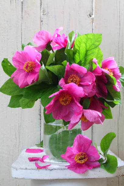 istock Still life with a bouquet of peonies on a white background 1126840527