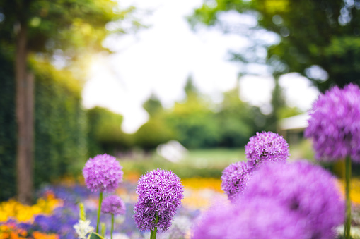 Purple allium flowers in park.