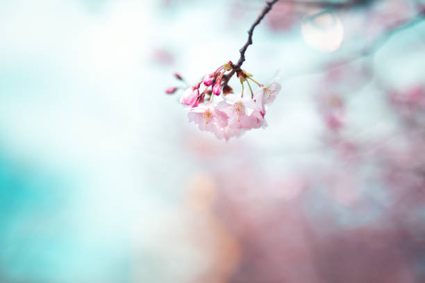 cherry blossom - pink spring nature concepts stock-fotos und bilder