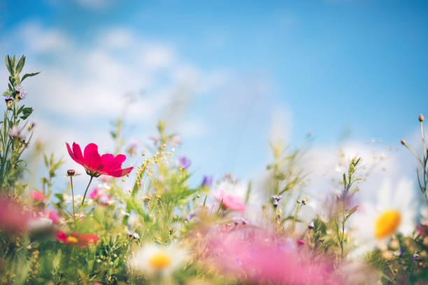 春の牧草地 - 花 写真 ストックフォトと画像