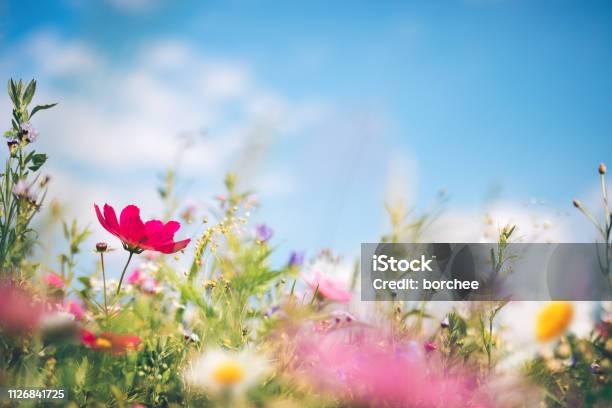 春の牧草地 - 花のストックフォトや画像を多数ご用意 - 花, 春, 背景