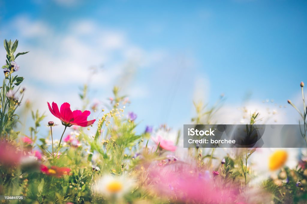 Spring Meadow Spring meadow full of colorful flowers. Springtime Stock Photo