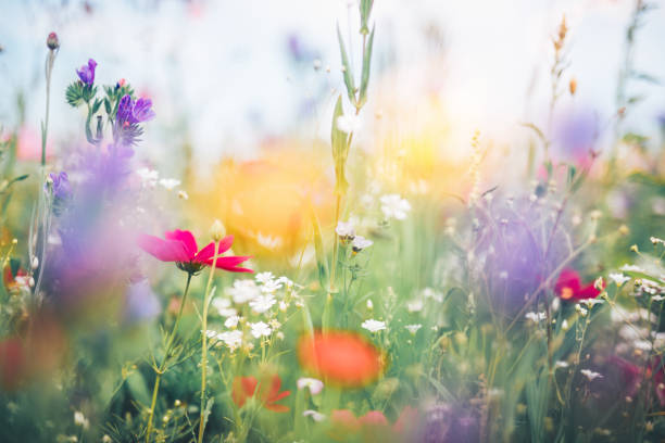 красочный луг - wildflower nobody grass sunlight стоковые фото и изображения